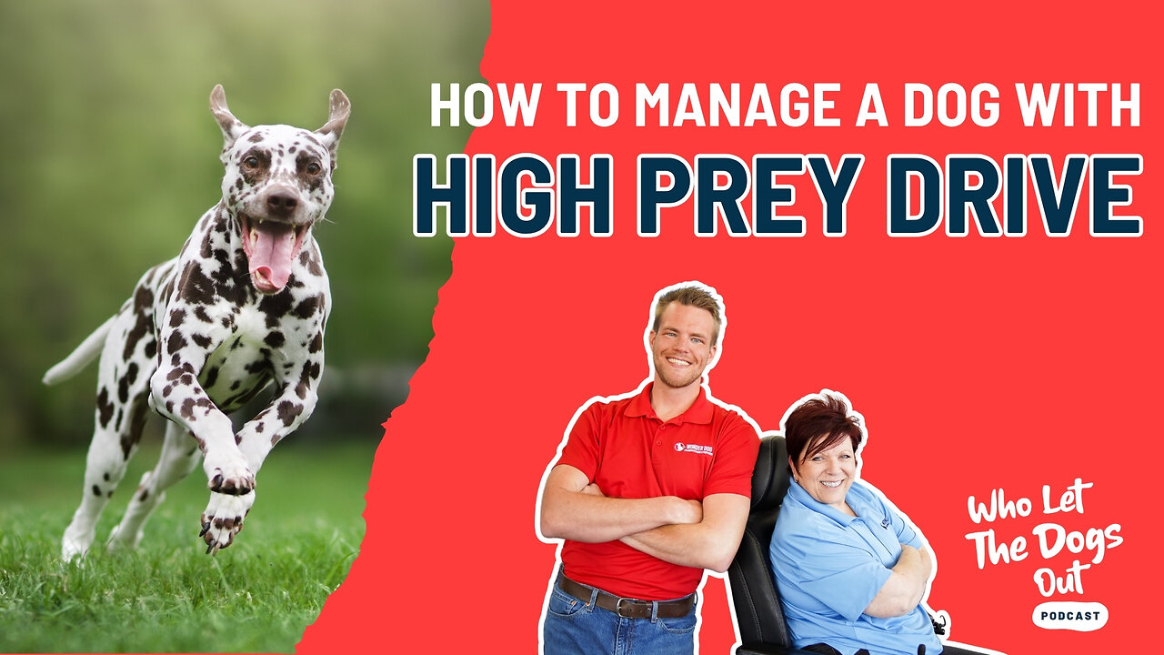 How to Manage a Dog with High Prey Drive, Deaf Dogs & Elevator Tips — Q&A Ep. 079