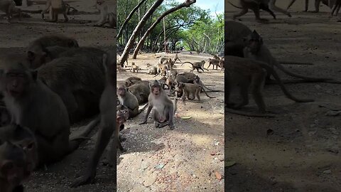 Funny monkey