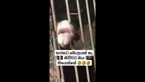 Who said a cow doesn't have a brain?🐄🤣