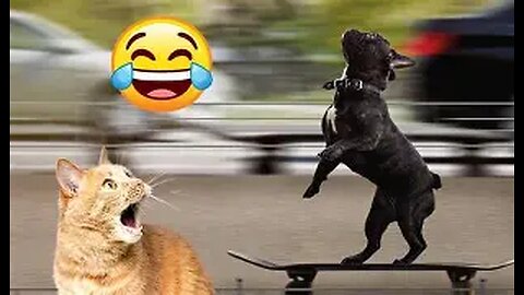 Funniest Cats & Dogs 2025 – Try Not to Laugh! Part-3