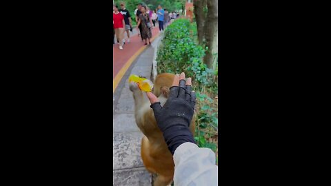 funny animal