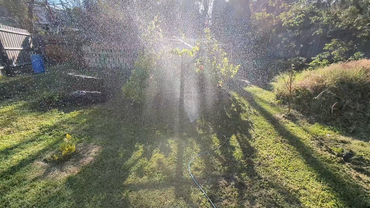Watering trees