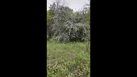 The hawthorn is blooming