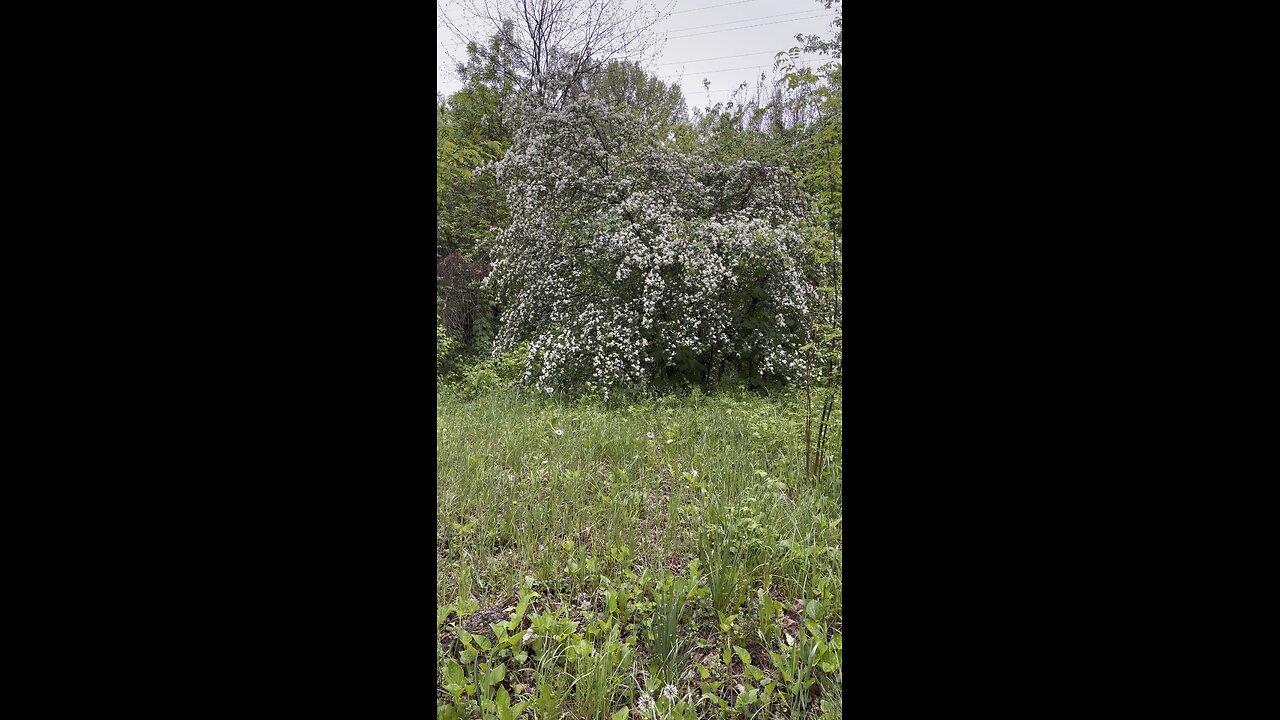 The hawthorn is blooming