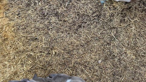 pupdate yard update official naming