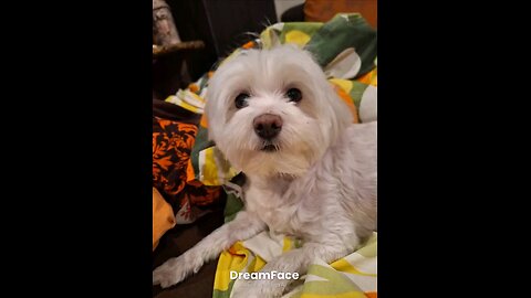 My Dog Singing APT Like He Wrote It Himself!
