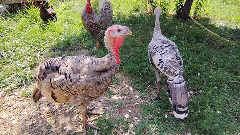 Turkeys growing fast!