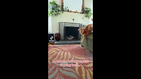 tornado cat