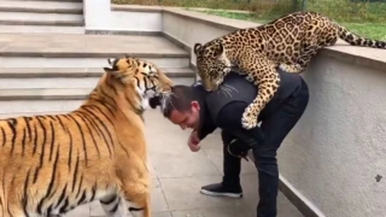Funny animal compilation