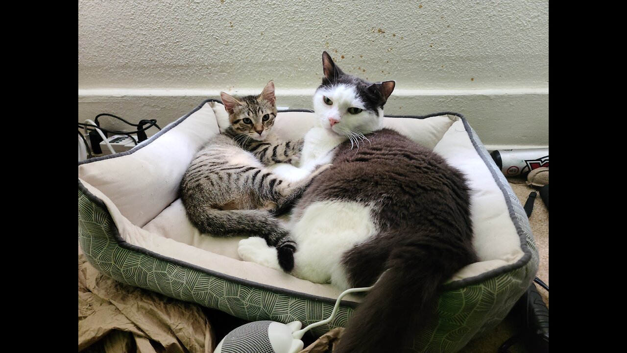 😺 Vet visit earlier | Simon's heart is breaking = my heart is saddened