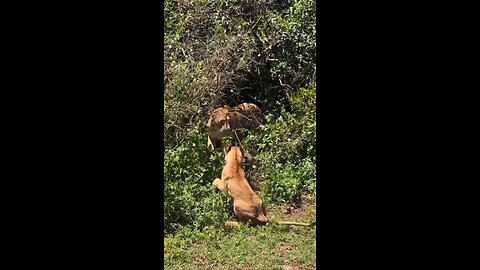 lion attack's to badly 💯