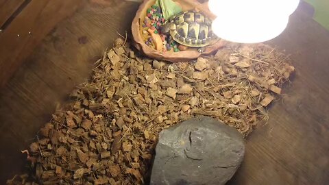 first day of East hermann tortoise