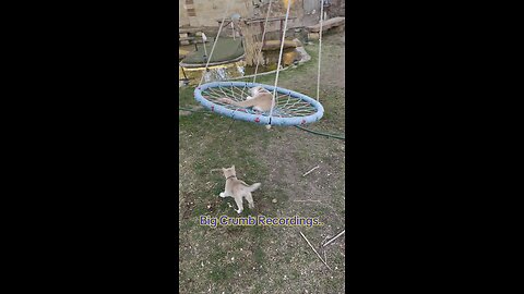 Just a swinging. #Catswing #cat #Cats