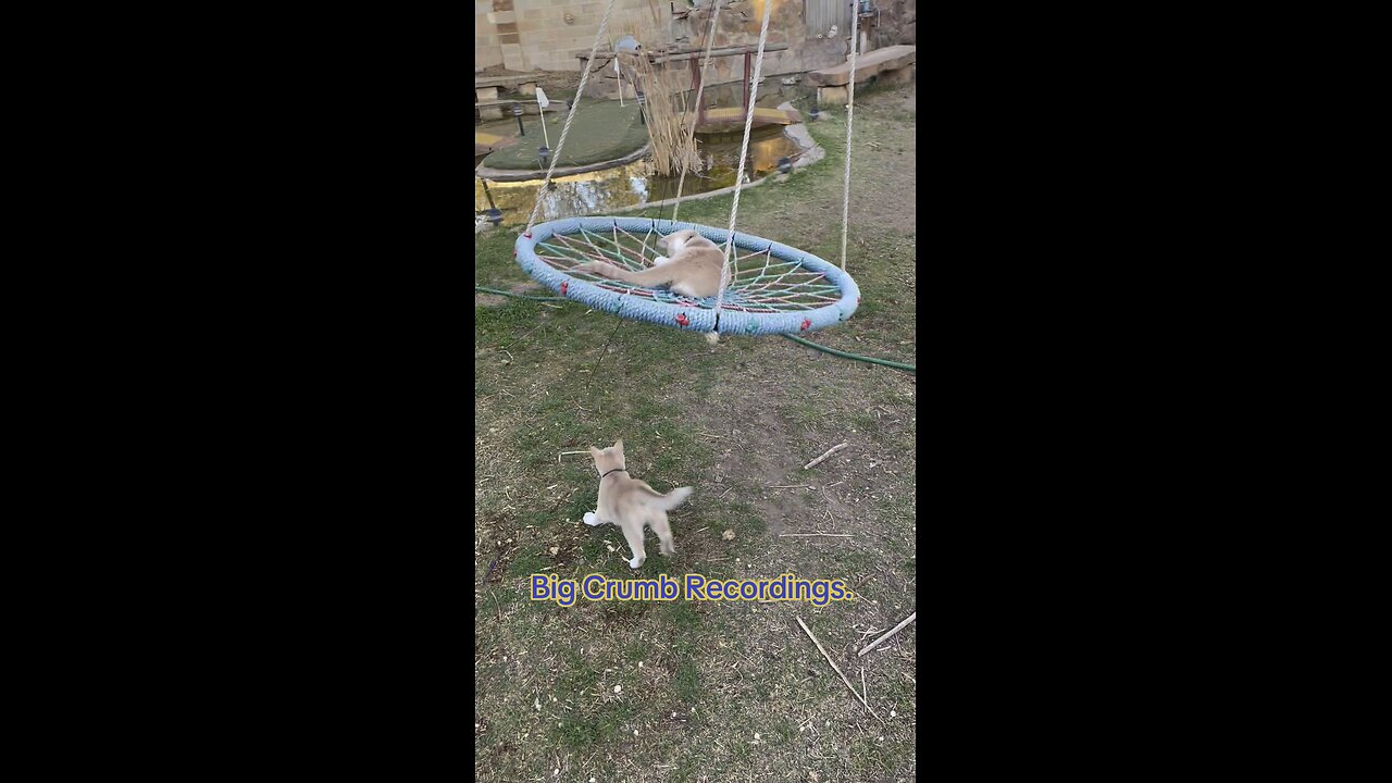 Just a swinging. #Catswing #cat #Cats