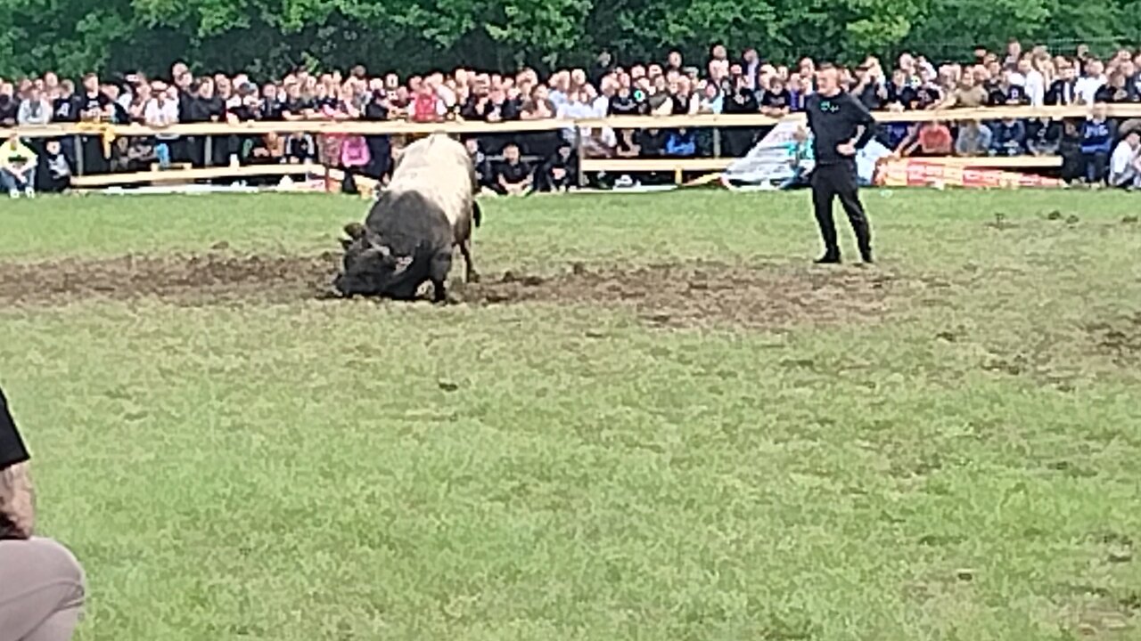 Jelenko Dino Ramljak vs Kamatar Raspudić