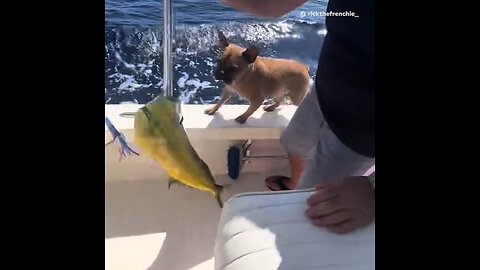 Un perro que pensaba que era un pez