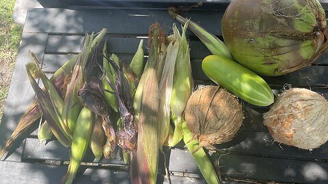 Little Corn harvest