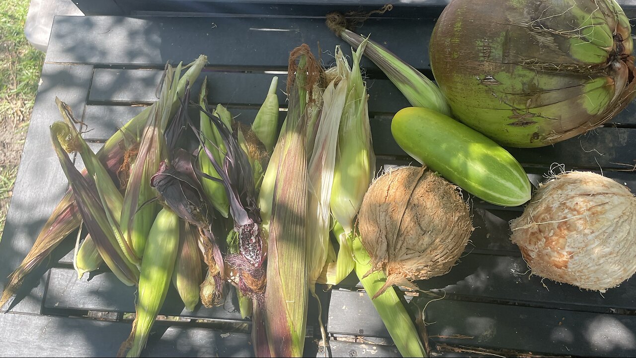 Little Corn harvest