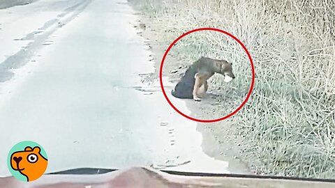 Woman Finds Poor Dog Crawling On The Road, She HAD To Step In | Cuddle Buddies