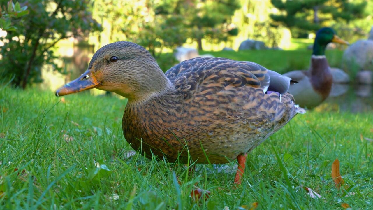 Just Some Mallard Duck Hens Eating Oats