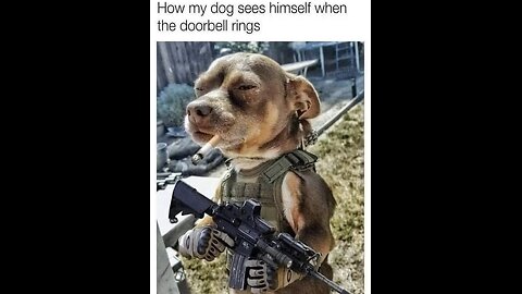 My dog when doorbell rings 😂