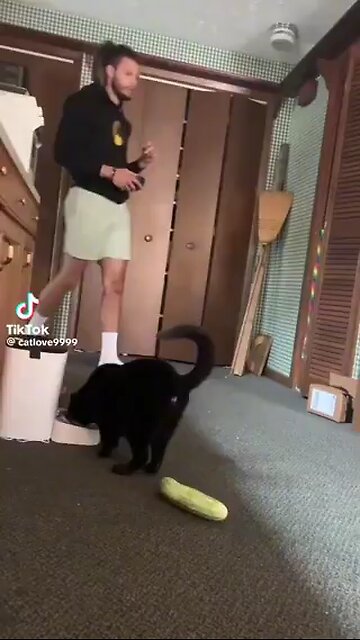 Love All Life Always #255 - Cucumbers 🥒 And Cats 🐈 - LMAO And These Cats Are FAST!
