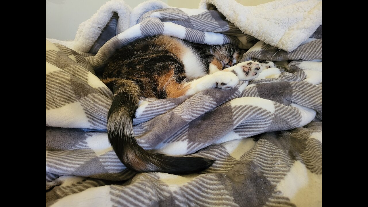 Not a creature was stirring