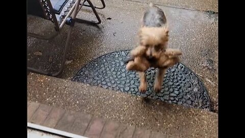 Batman Rescues His Friend! #yorkies #funndogs #doghero