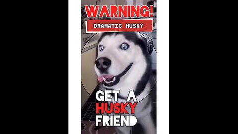 Is Your Dog Broken or Just a Husky? #husky #huskies #dogfacts