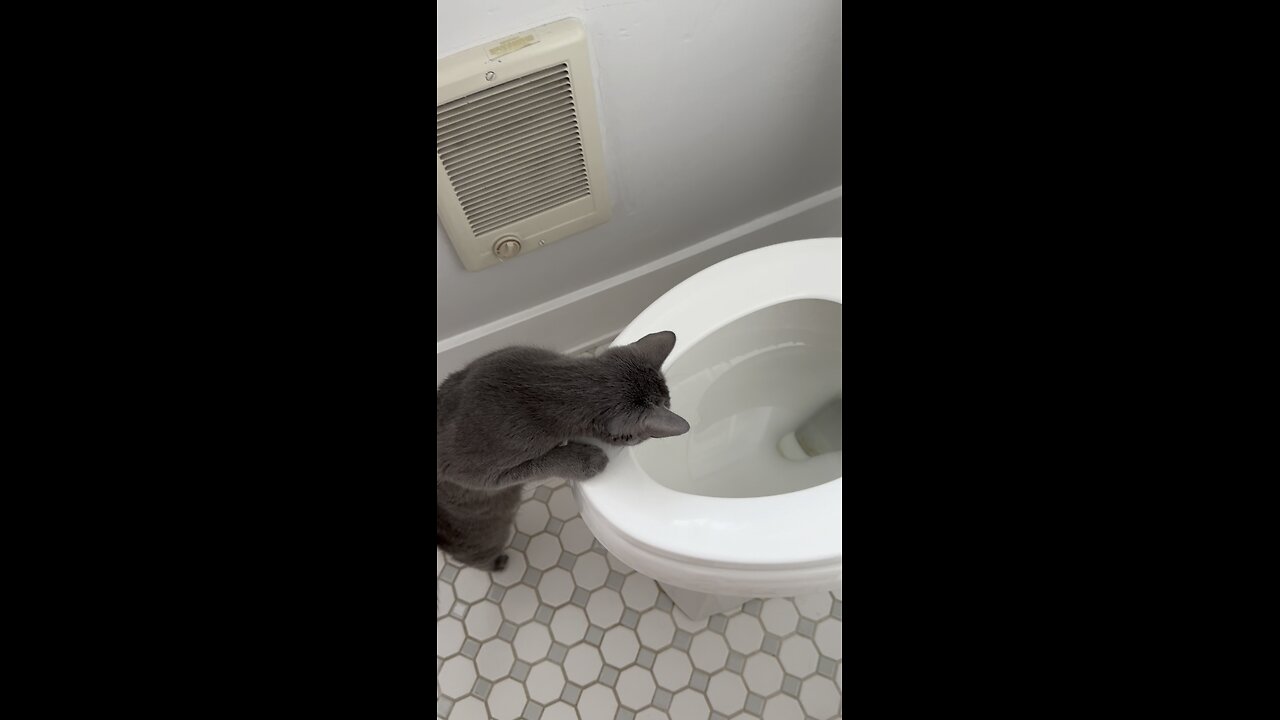 Why did she do this?🐈⬛ #catlife