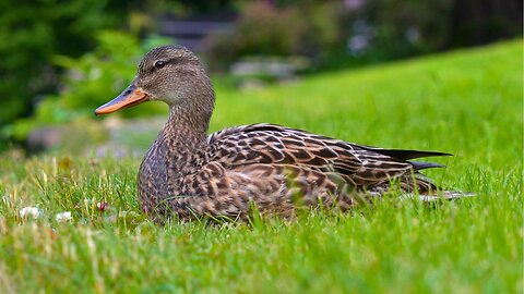Mrs. Gadwall Duck is Back. Nesting was Unsuccessful