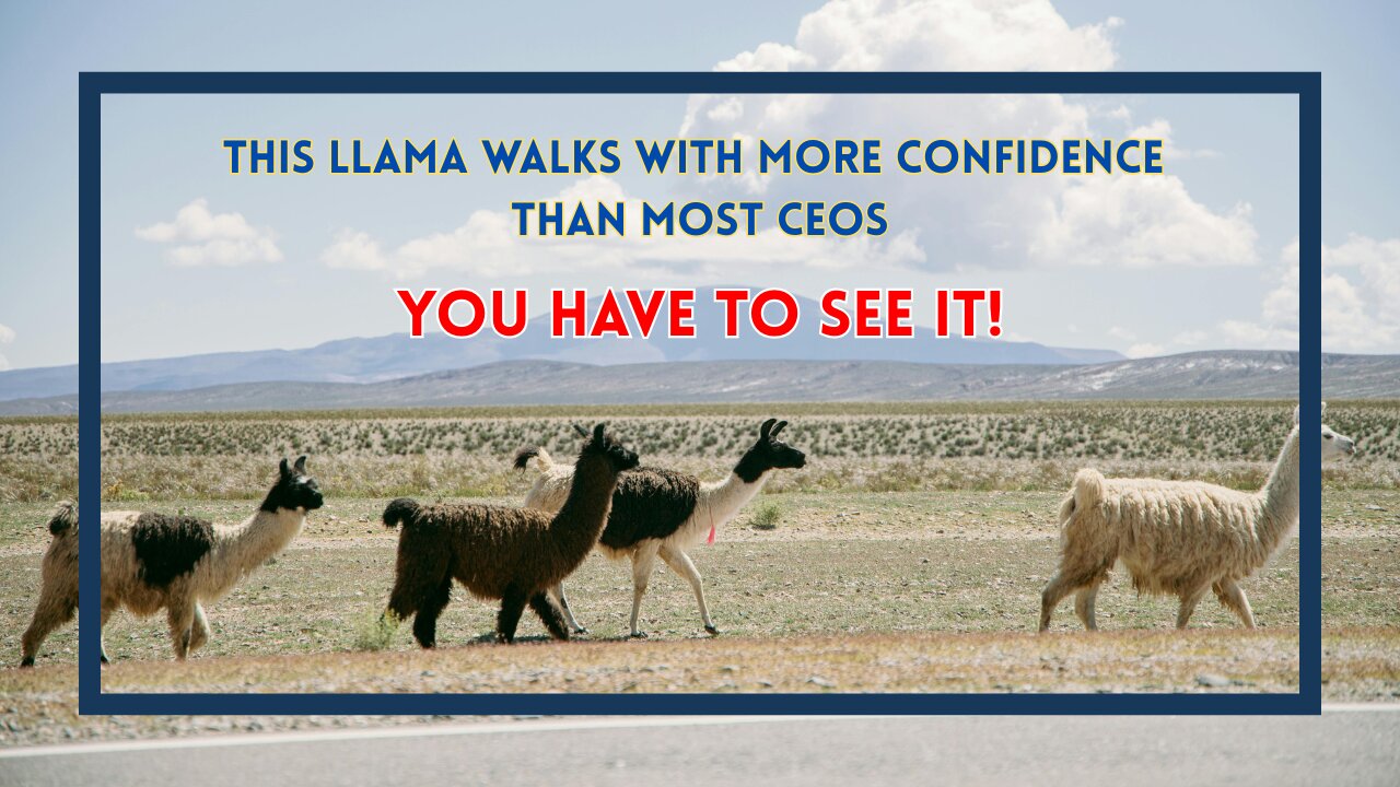 This Llama Walks with More Confidence Than Most CEOs—You Have to See It!