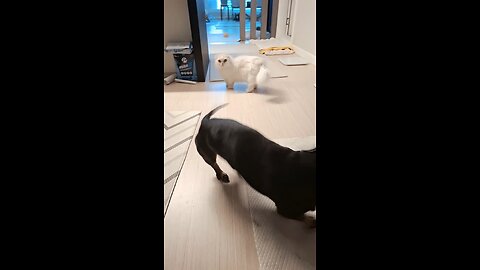 Kissing puppy cat 뽀뽀하는거