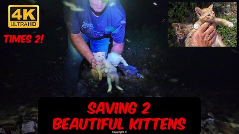 2 tiny kittens saved from the dump AND 2 MORE the next day! #kittens #rescue #irish