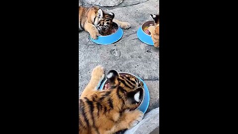 Breakfast for little tigers!