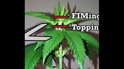 Topping vs FIM – Grow Better with Les