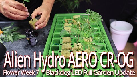 Alien Hydro AERO CR-OG In Week 7, Blackdog LED Full Garden Update