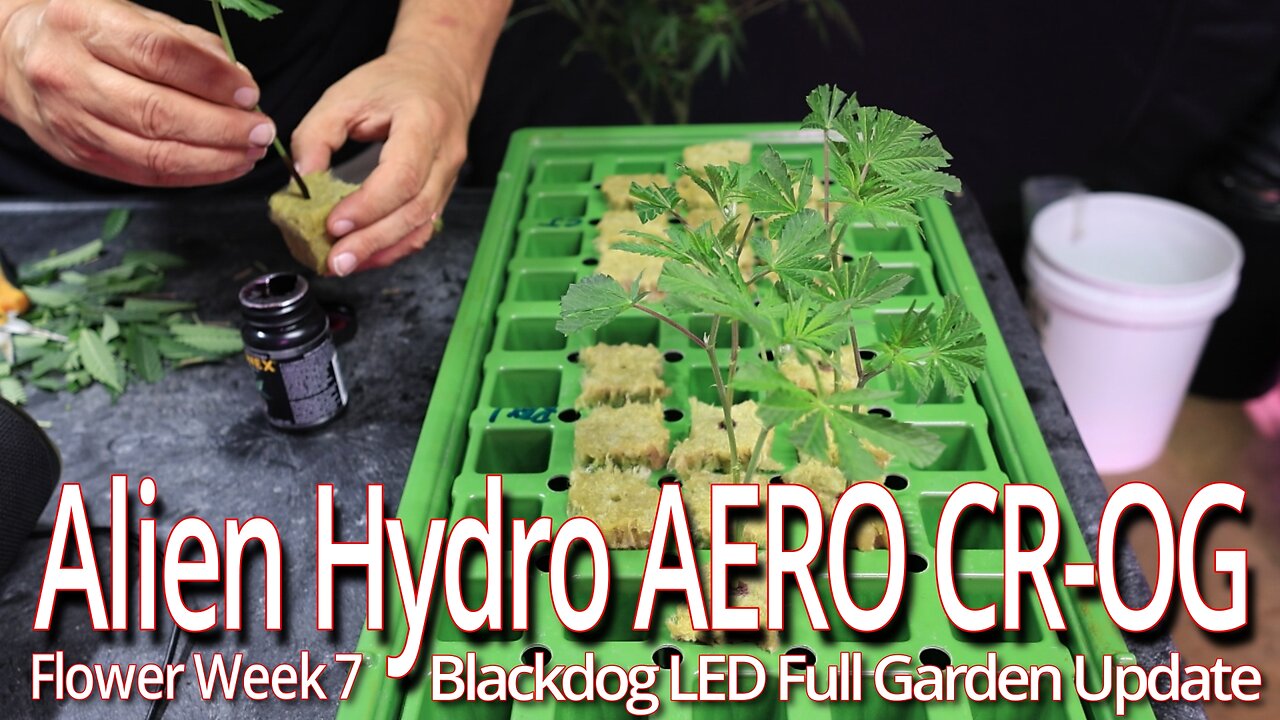 Alien Hydro AERO CR-OG In Week 7, Blackdog LED Full Garden Update