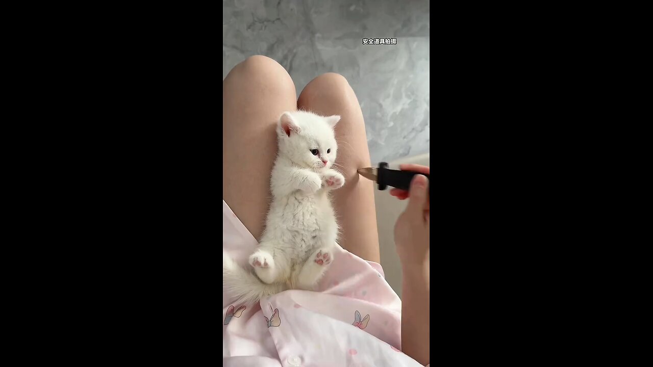 Chatty Cats – When a cat yells back at its owner