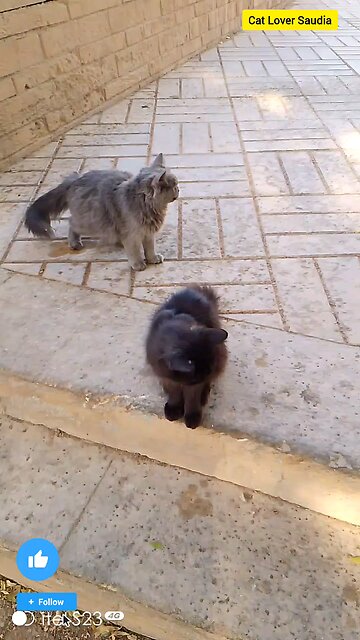 "Adopted a new best friend, and I’m officially a proud member of the cat lover club! 🐱❤️ #CatLove