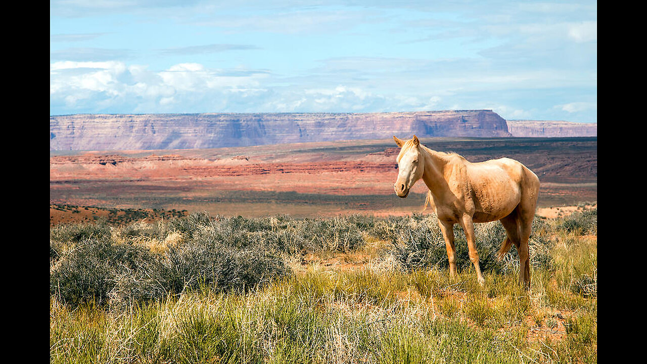 America - A Horse With No Name (2023 Remaster)