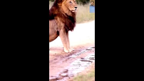 The Lion destroys the leopard in an Scavenge battle