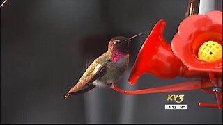 Hummingbirds spotted across the Ozarks
