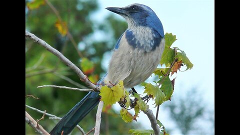 Florida Bath / Bird Feeder SWFL Live Camera HD