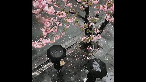 Cherry blossom in japan 🌸🍒