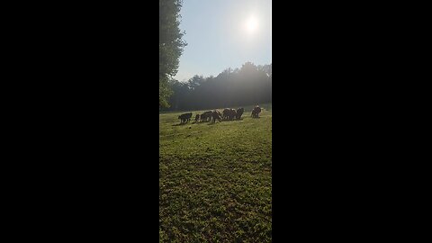 Cows and calves 2025.