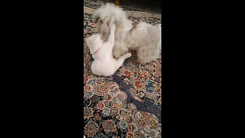 my dog is playing with my cat