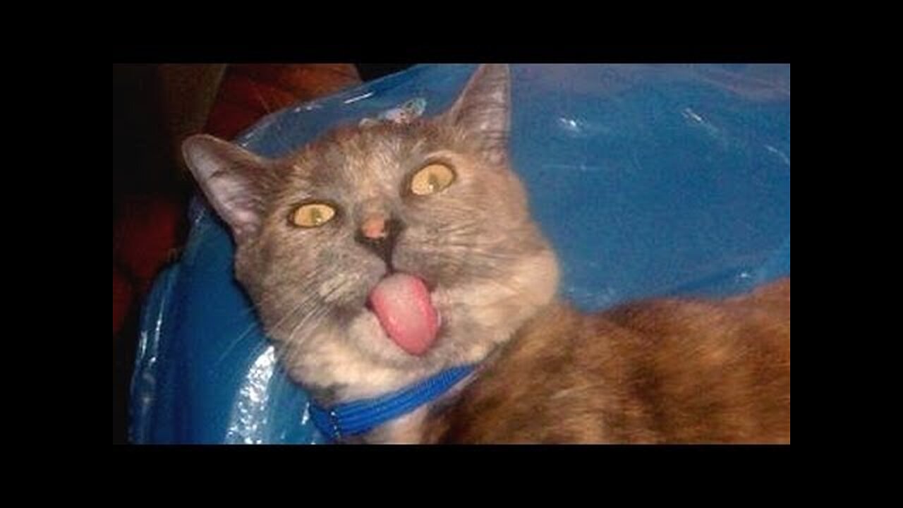 Cats acting strange after vet visit - Cat video compilation