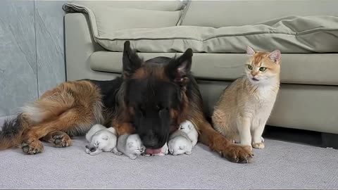 The Mom Cat was Surprised German Shepherd Takes Better Care of Kittens Than She Does