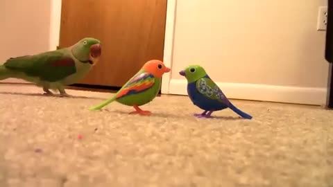 Funny Nice Parrots
